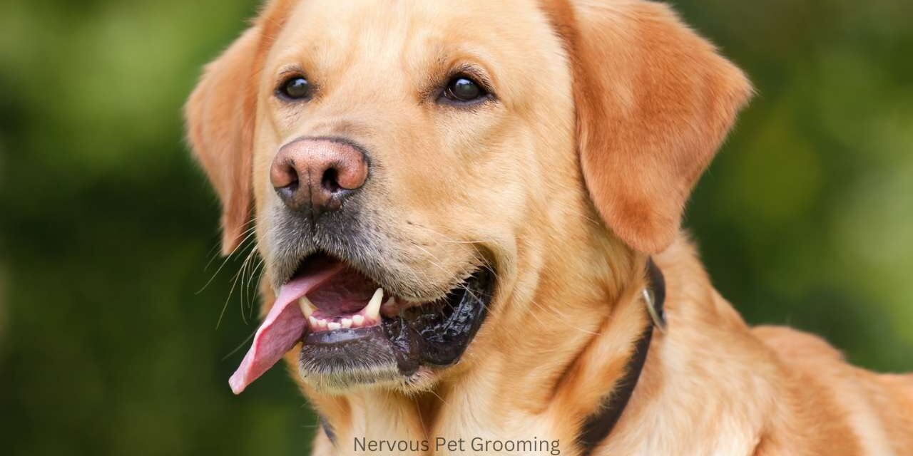 How to Groom a Nervous Pet